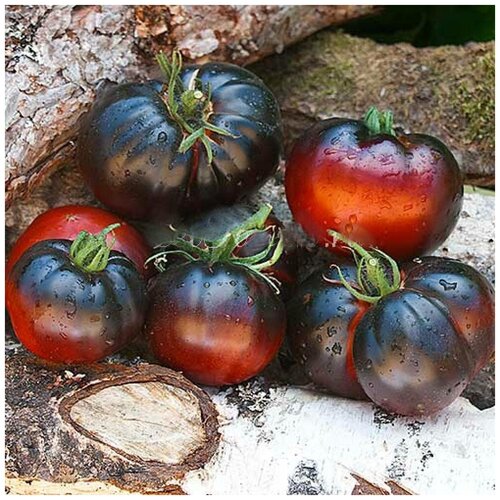    (. Solanum lycopersicum)  10 330