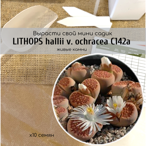    Lithops hallii v. ochracea     /    /       330