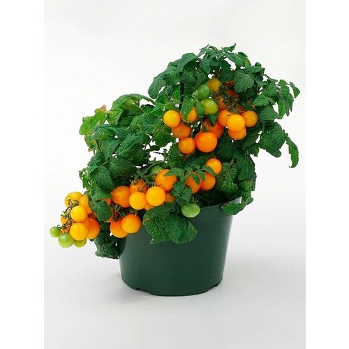    (. Solanum lycopersicum)  10 315