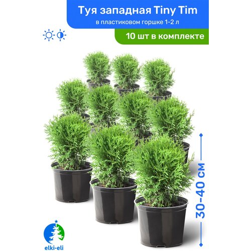   Tiny Tim ( ) 30-40     1-2 , ,   ,   10  25450