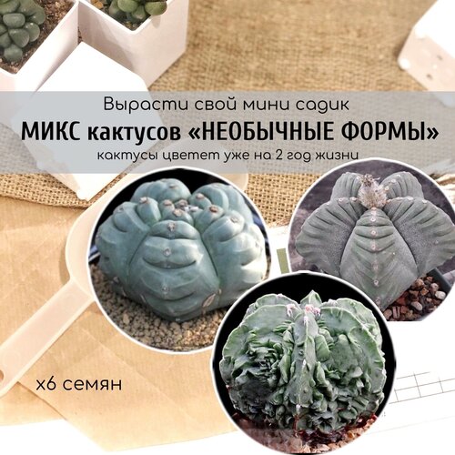          / Astrophytum myriostigma Kikko Nudum 420