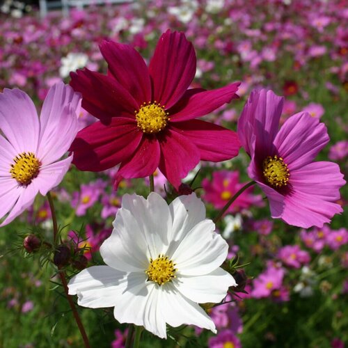  -  (. Cosmos bipinnatus)  30 360