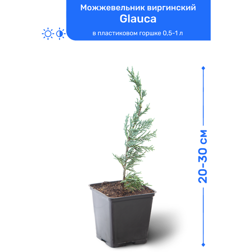   Glauca 20-30     0,5-1 , ,    1295