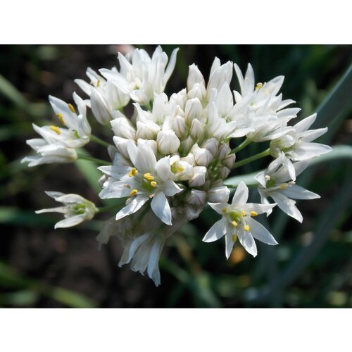   -  (. Allium ramosum)  30 345