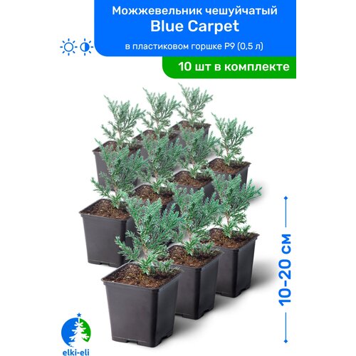    Blue Carpet ( ) 10-20     P9 (0,5 ), ,   ,   10 ,  8950  Elki-Eli