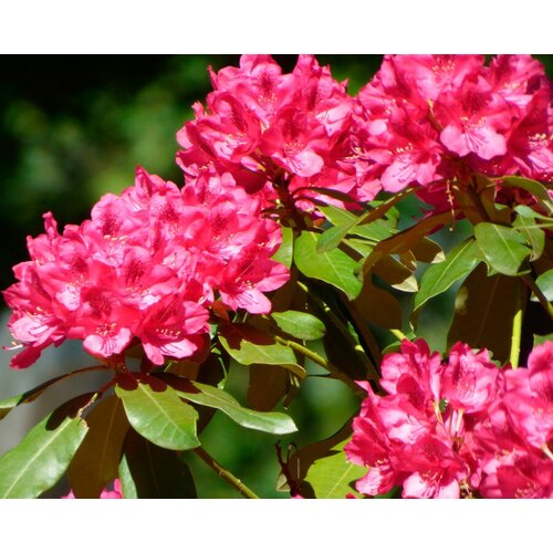   (. Rhododendron ponticum)  25 450