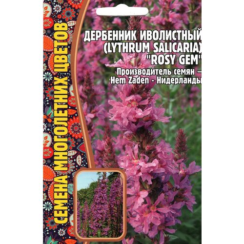   / Lythrum salicaria ROSY GEM,  ( 1 : 0,05  ) 175
