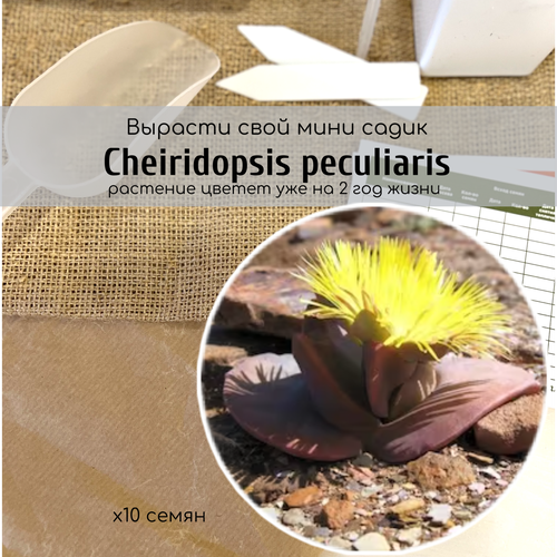   Cheiridopsis PECULIARIS        340