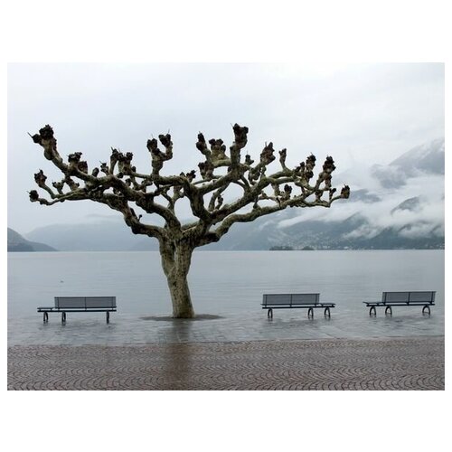       (The tree on the waterfront) 40. x 30. 1220
