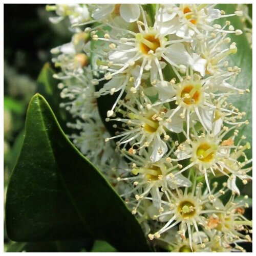    (. Prunus laurocerasus)  15 ,  330  MagicForestSeeds