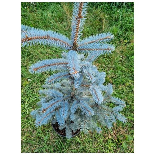    (Picea pungens Schovenhorst) h 60 5500