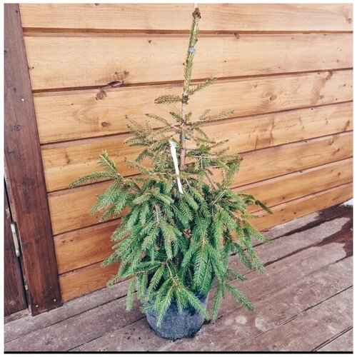    (Picea abies Norrkoping) h 80-100 3800