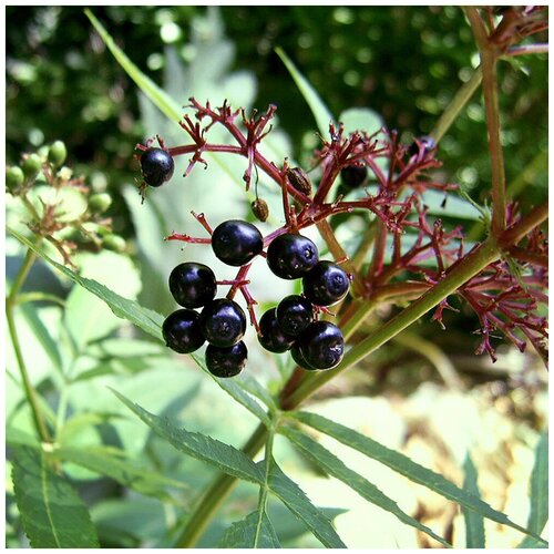   (. Sambucus ebulus)  25 390