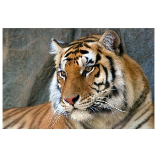     (Tiger) 1 45. x 30. 1340
