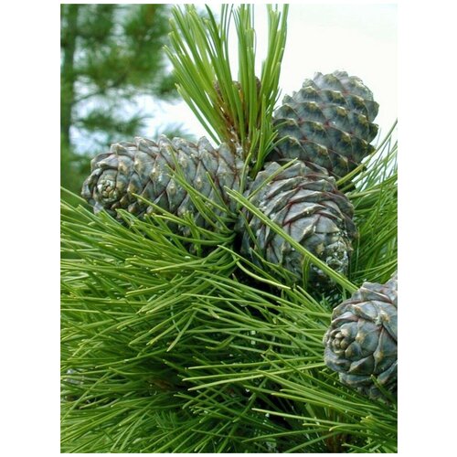    (Pinus sibirica), 30  380