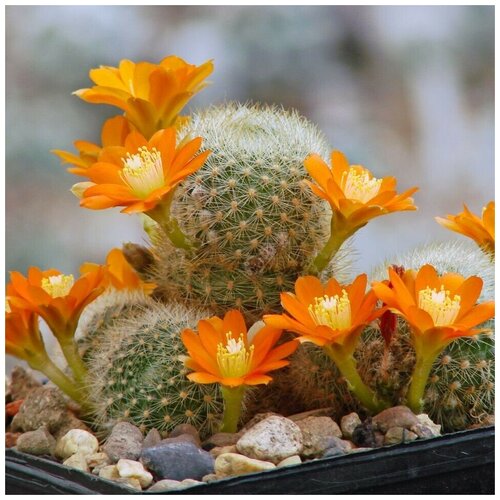     Rebutia archibuiningiana L-404 10 . 350