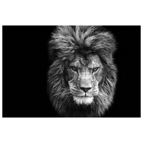     (Lion) 8 75. x 50. 2690