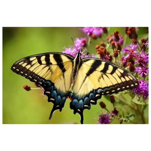     (Butterfly) 8 45. x 30. 1340