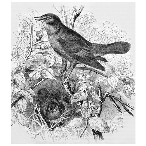       (A bird in the nest) 60. x 68. 2830