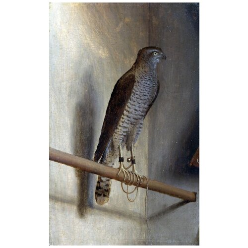     (A Sparrowhawk)    30. x 49. 1420