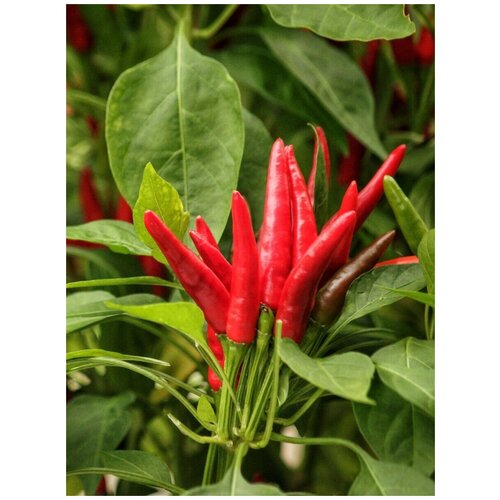    Thai Dragon red / Volcano /    /  , 5  288