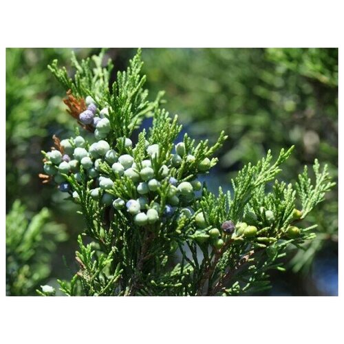   (. Juniperus virginiana)  20 399
