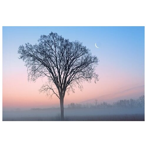       (Tree in the fog) 75. x 50. 2690