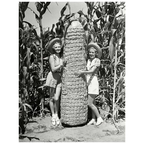       (Sculpture corn cob) 40. x 53. 1800