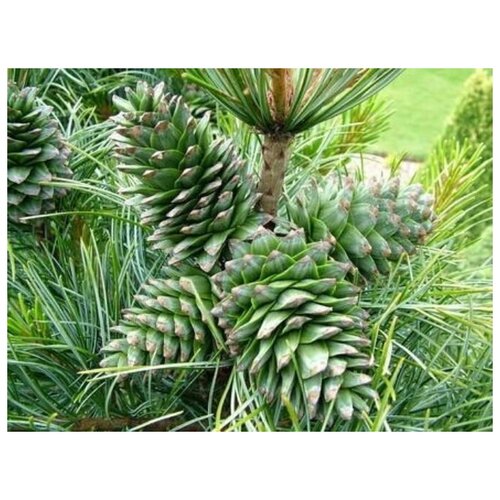   -   (. Pinus koraiensis)  20 420