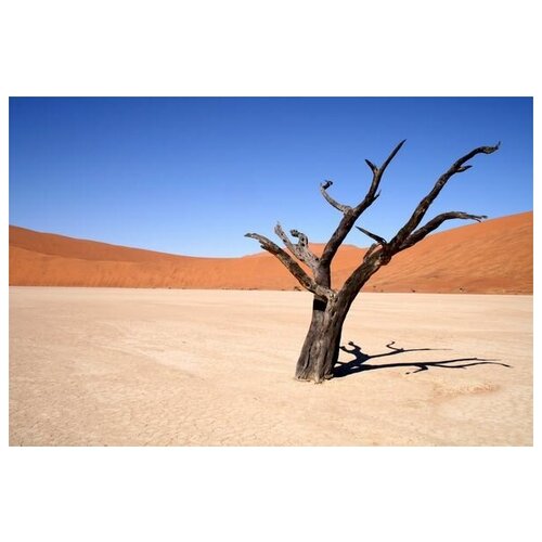       (Tree in the desert) 1 45. x 30. 1340