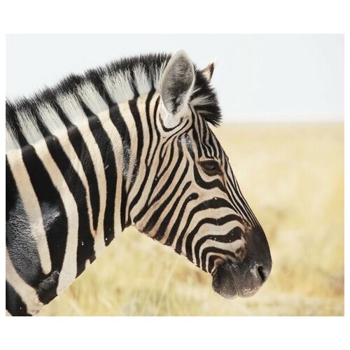     (Zebra) 5 36. x 30. 1130