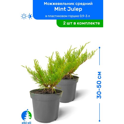    Mint Julep ( ) 30-50     0,9-3 , ,   ,   2 ,  2598  Elki-Eli