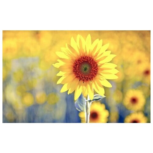     (Sunflower) 2 48. x 30. 1410