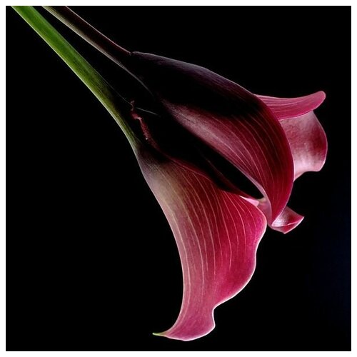      (pink lily) 1 60. x 60. 2570