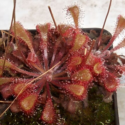    Snyderi (Drosera Snyderi),  ,  , 20+   398