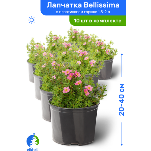  Bellissima () 20-40     1,5-2 , ,   ,   10  9718
