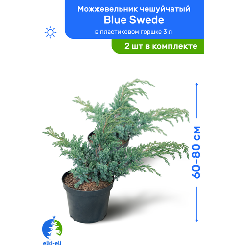   Blue Swede ( ) 60-80     3 , ,   ,   2  7500