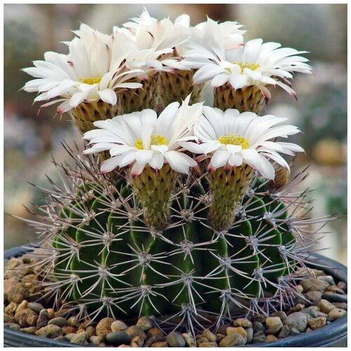     Acanthocalycium klimpelianum P-91 10 . 350