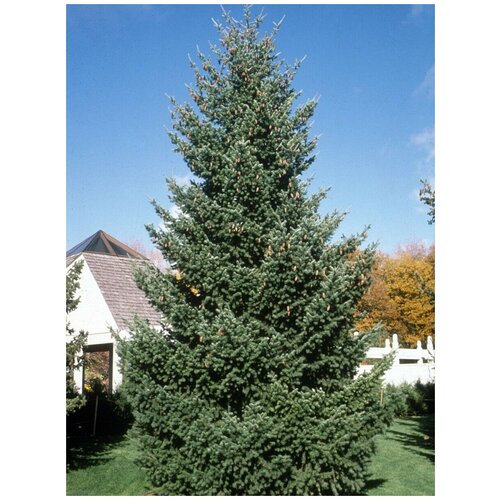    (Picea sitchensis), 20  347