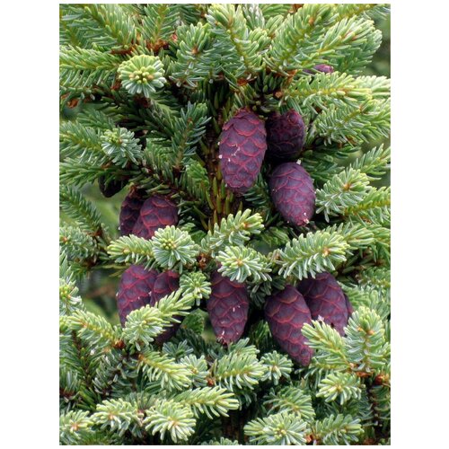    ( ) / Picea mariana (Picea nigra), 20  356