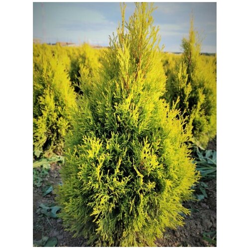      (Thuja occidentalis Golden Brabant), 30  374