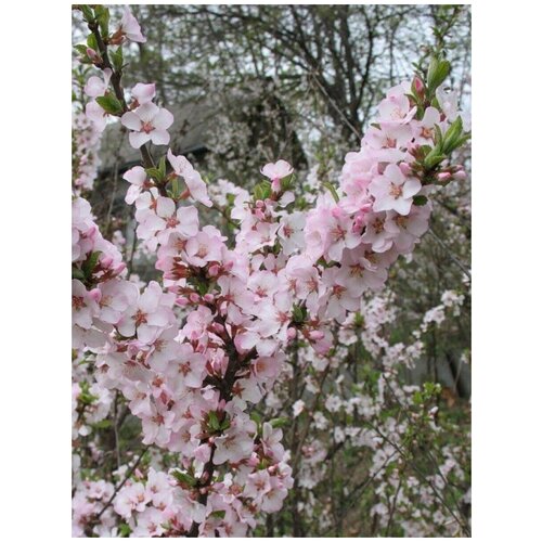     ( ) / Prunus tomentosa, 10  360