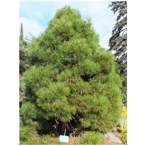    () / Pinus nigra pallasiana, 50  360