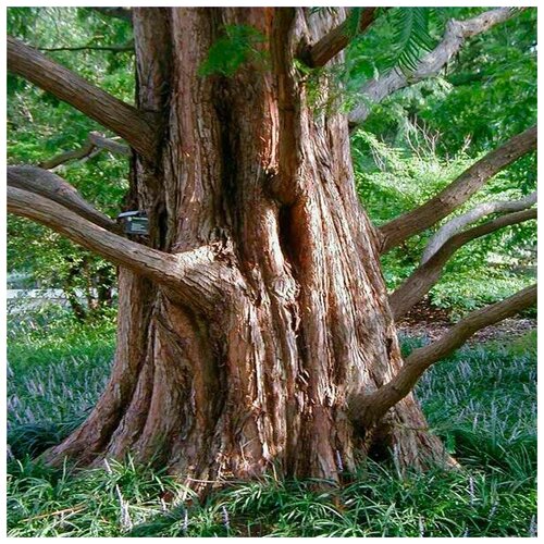  (. Metasequoia glyptostroboides)  25 250