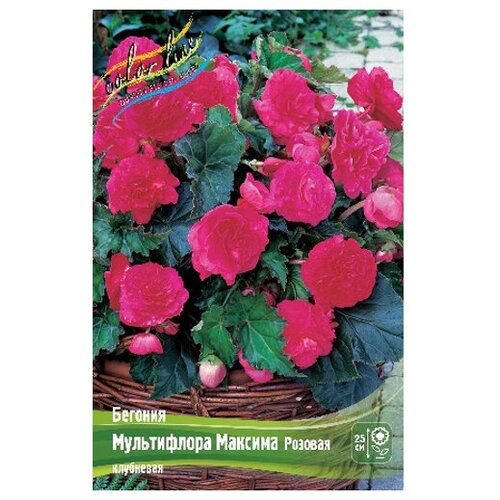  Multiflora Maxima Pink, 4/5 (1 .) 211