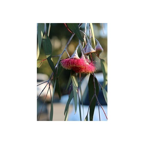   -   -   (. Eucalyptus hybrida)  500 490