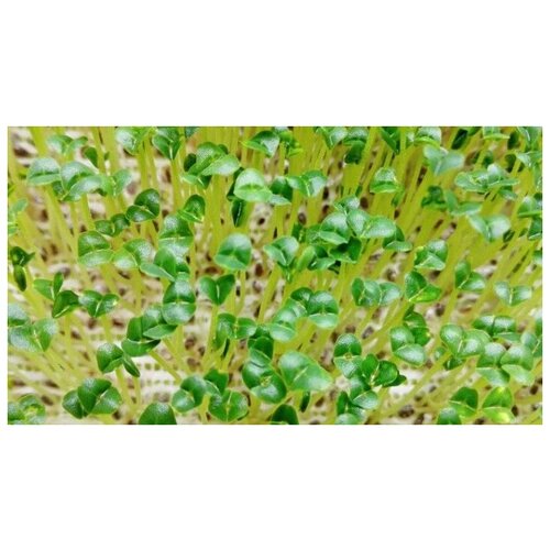    (. Salvia hispanica)  250,  370  MagicForestSeeds