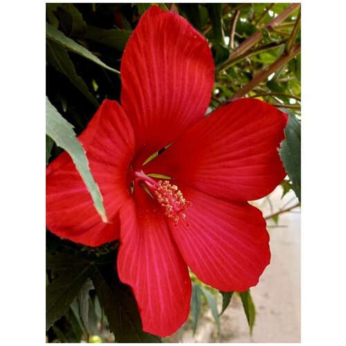     () / Hibiscus herbaceous, 10  360