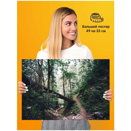 ������ ������ Forest ��� 339�