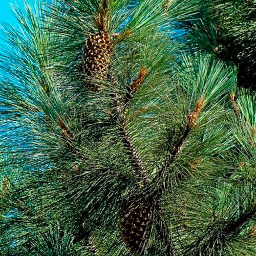 Сосна культера (лат. Coulter pine) семена 10шт 380р